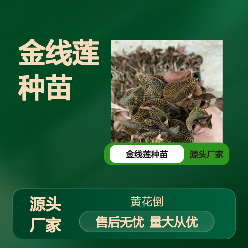 金线莲种苗 基地直供 优质栽培 生长旺盛 品种纯正