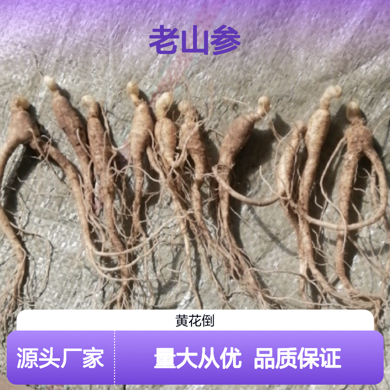 老山参批发 珍贵药材历史悠久 品质上乘 产地直供
