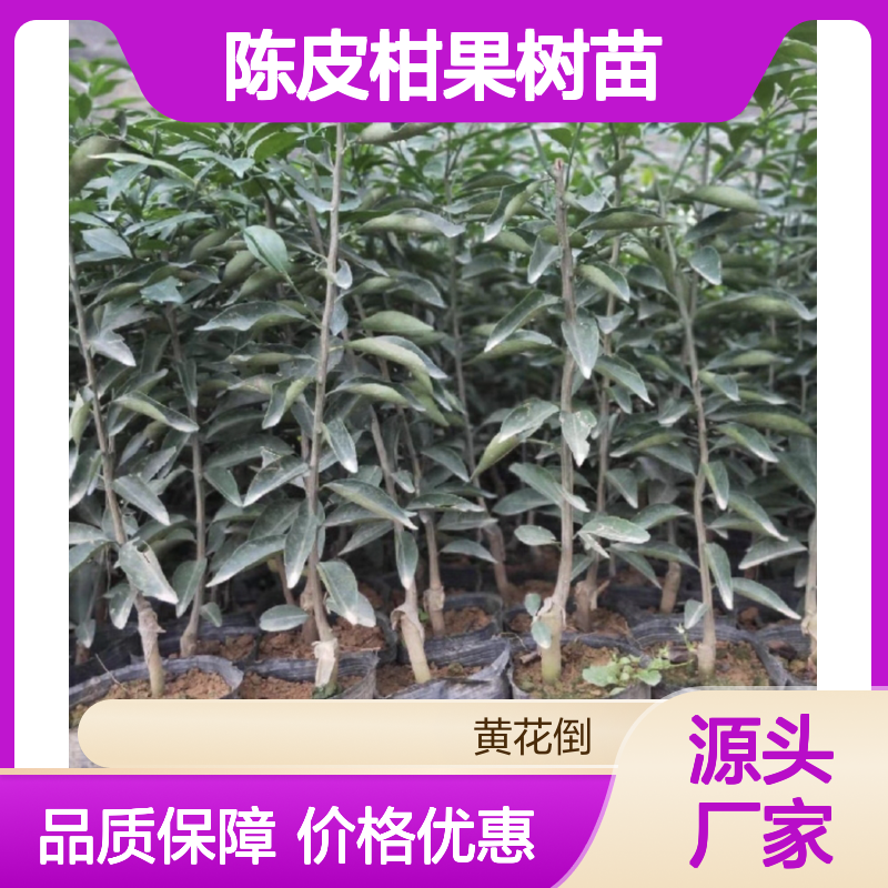 陈皮柑果树苗 大种油身品种 管理方便 施肥科学