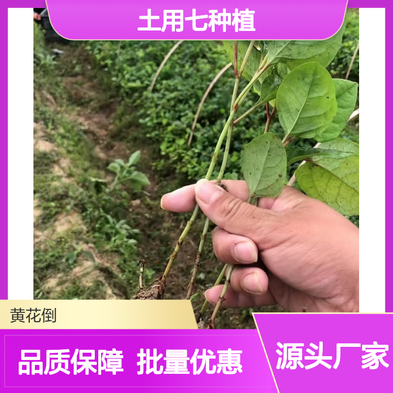 土用七小苗 批发基地直供 园林植物 品质优良 生长旺盛