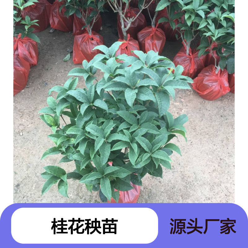 产地直供桂花秧苗 种植收益好 荒山农田均可种植