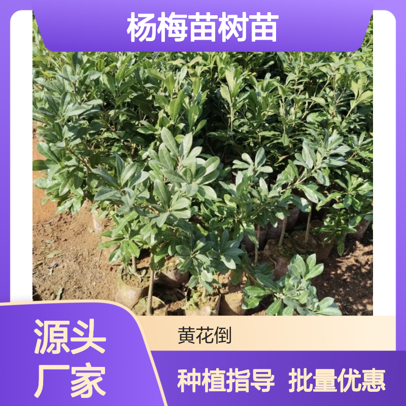 精选杨梅苗树苗 批发基地直供 品质优良 移栽易活