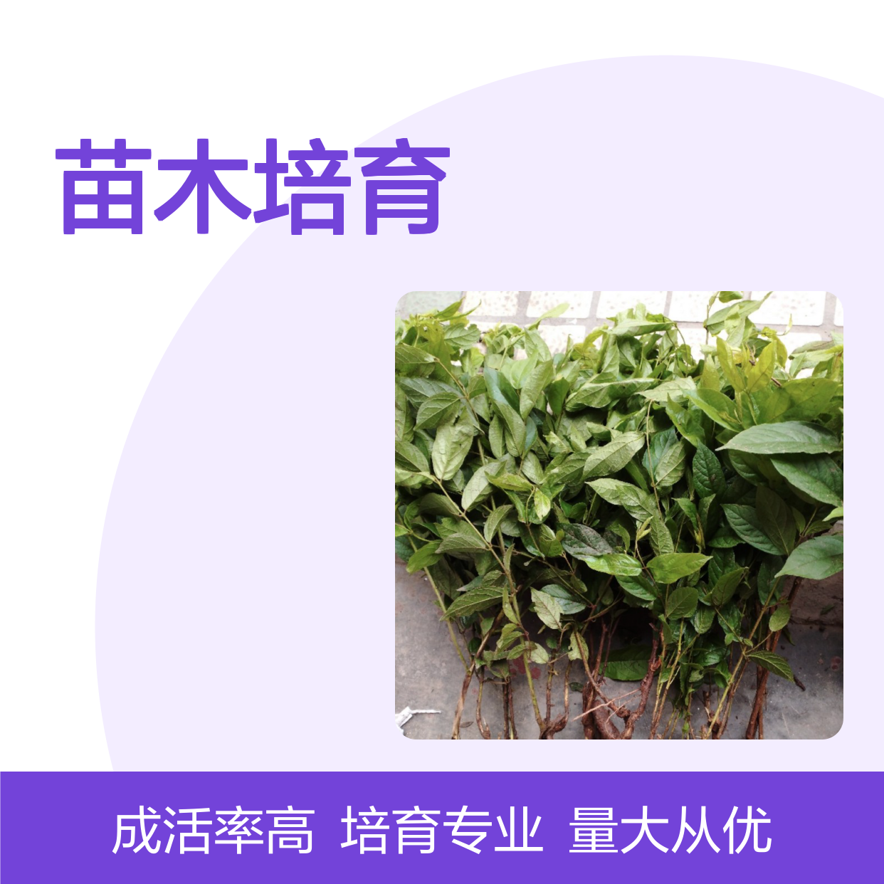 史君子苗 深根性喜温润 产地直供 一手货源 品质优良