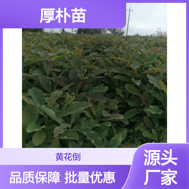 批发厚朴苗 园林植物优选品种 生长迅速 适应性强
