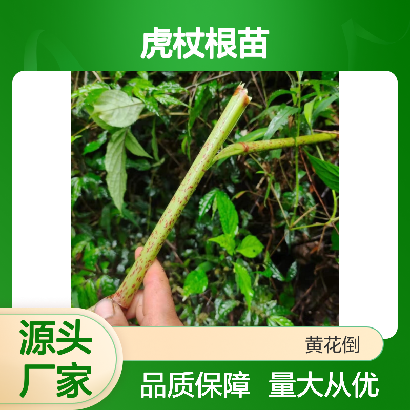 虎杖根百亩种植 批发虎杖根苗 生长迅速 耐寒耐旱