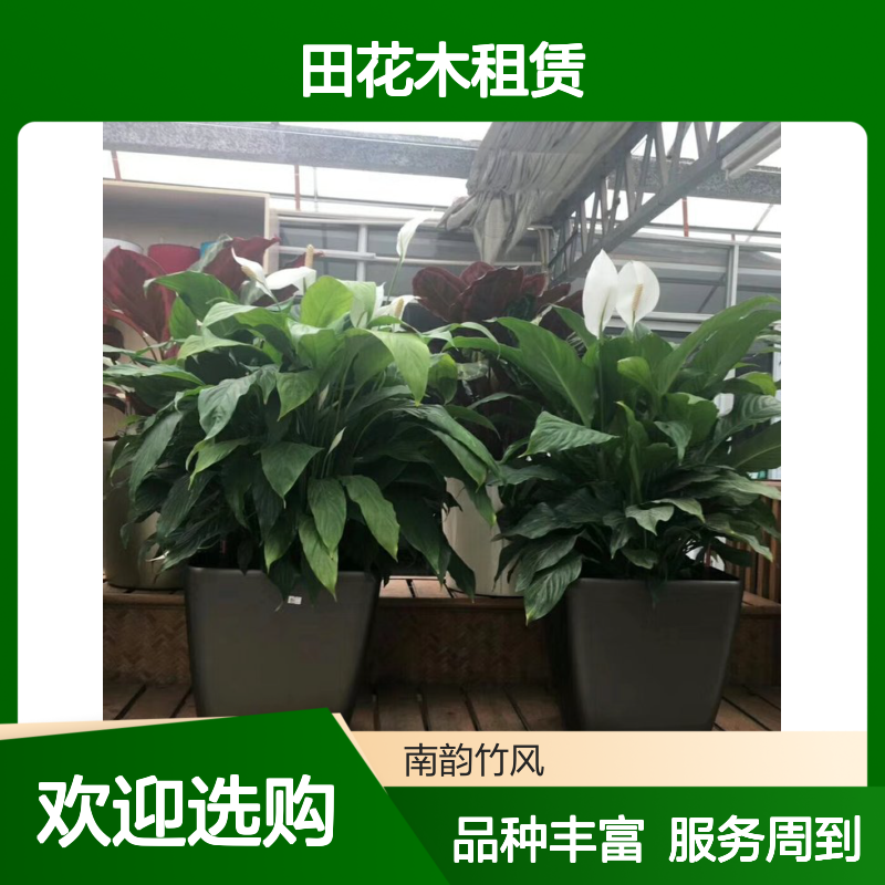 深 圳植物盆栽福 田花木租赁 每周定期上门养护 南韵竹风