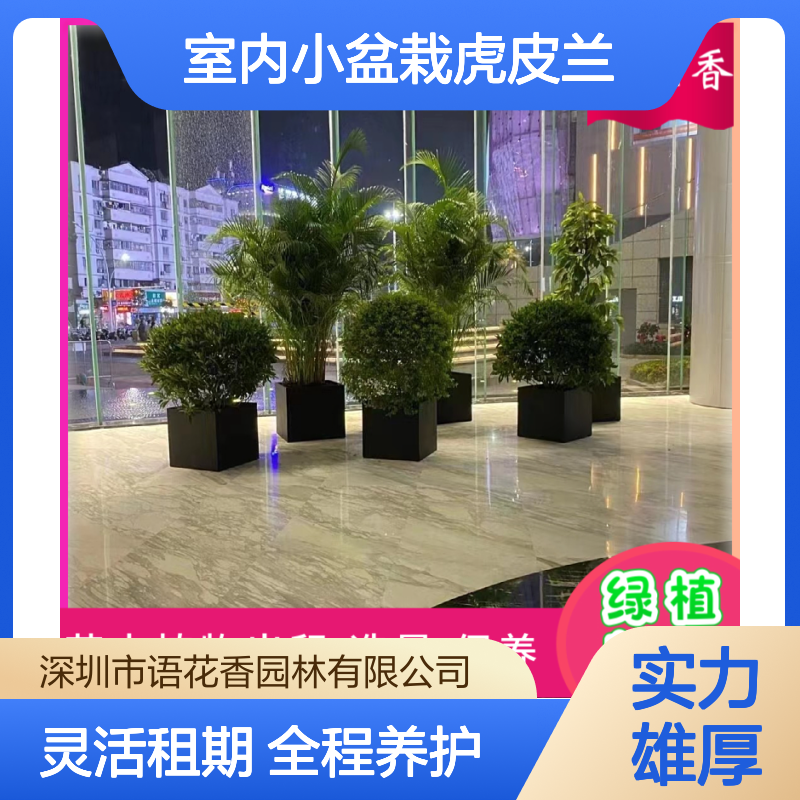 室内小盆栽虎皮兰 独特设计绿植租摆 打造有氧办公生活环境