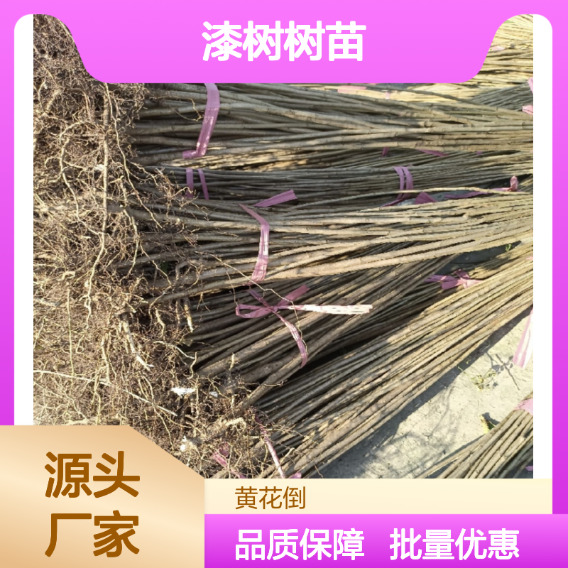 天然涂料树种 漆树树苗批发种植 耐寒性强 用途广泛