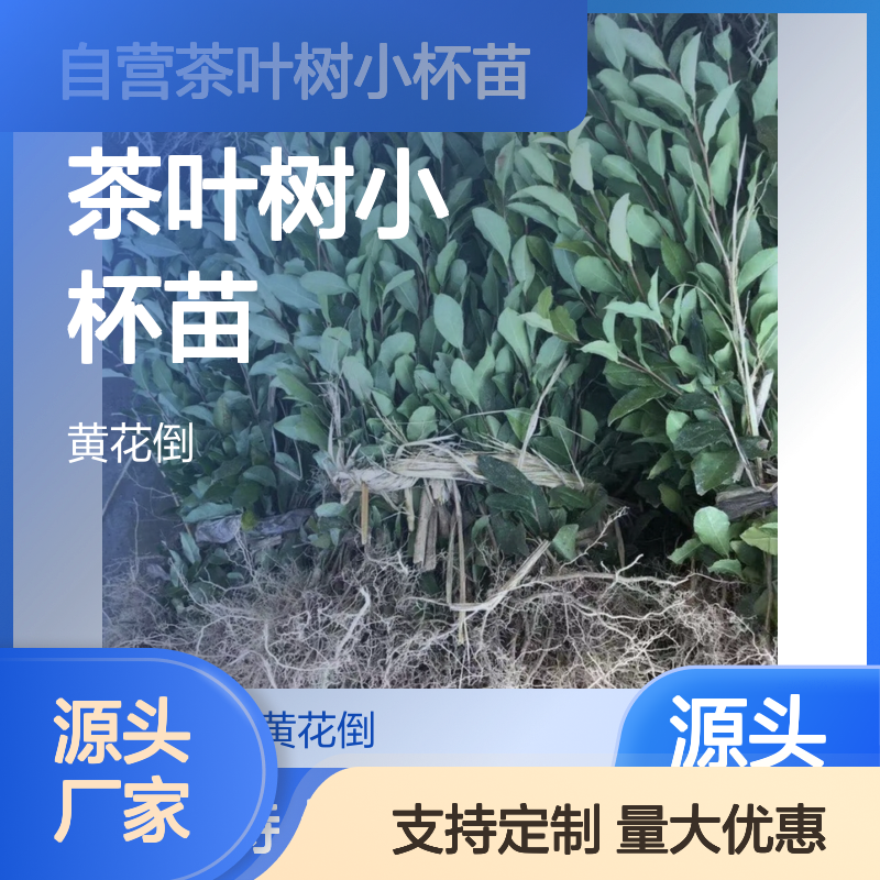 茶叶树小杯苗 园林绿化优选 成活率高 易于移栽