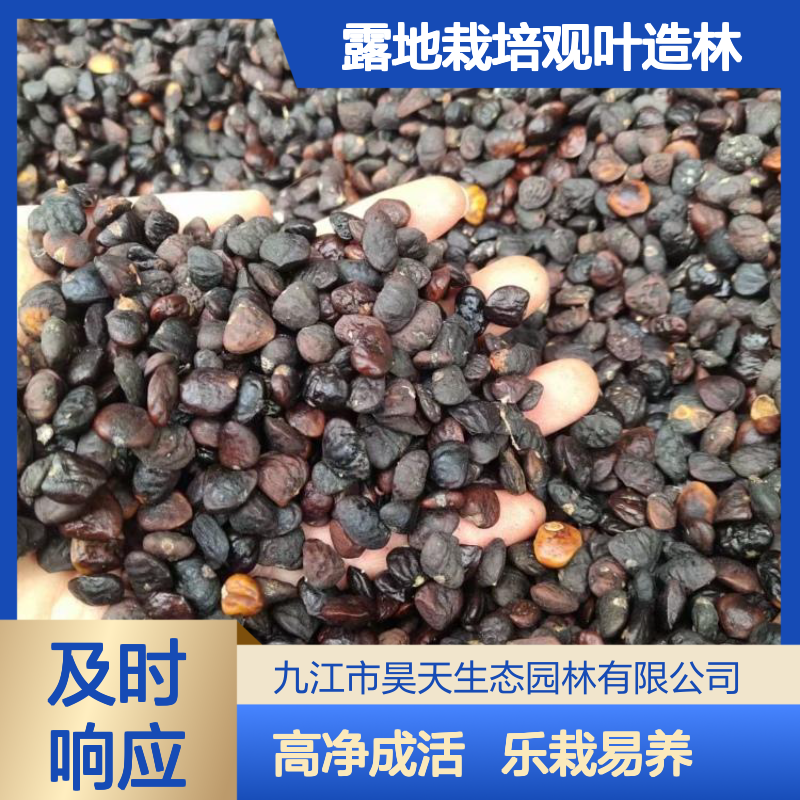 昊天种业乐昌含笑种子 90%高成活率 露地栽培观叶造林优选
