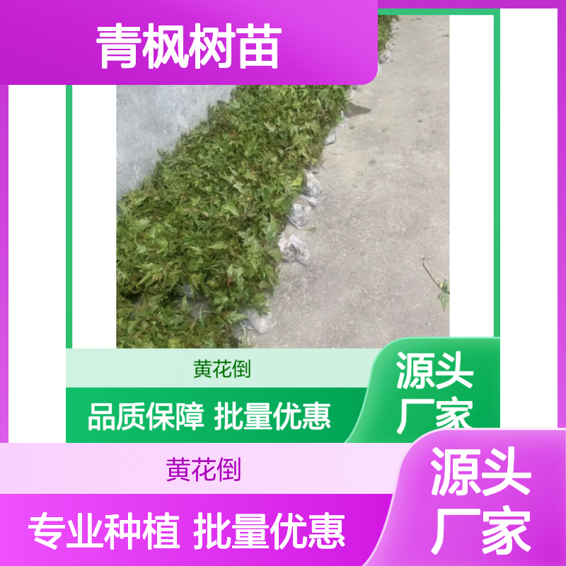 青枫树苗 园林绿化优选品种 嫁接红枫 生长旺盛