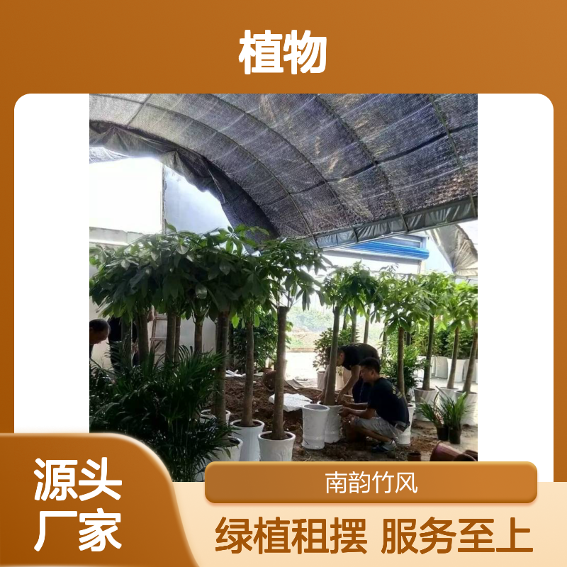 植物租摆 绿植养护服务 花卉盆栽定期养护 南韵竹风