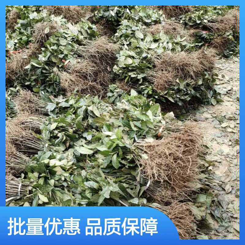 接骨莲苗 百亩基地直供 批发零售 繁殖率高 生长迅速