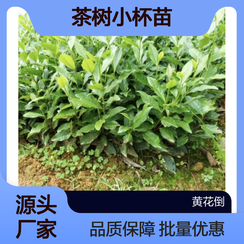 产地批发茶树小杯苗 送货上门包邮欢迎来电洽谈经验分享