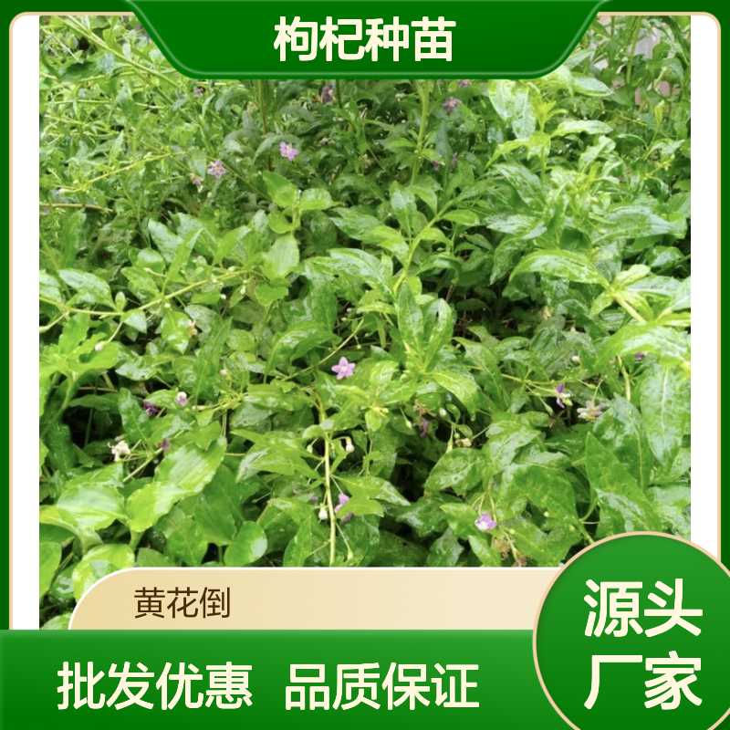 枸杞种苗基地直供 优质枸杞苗批发 耐寒力强 生长健壮
