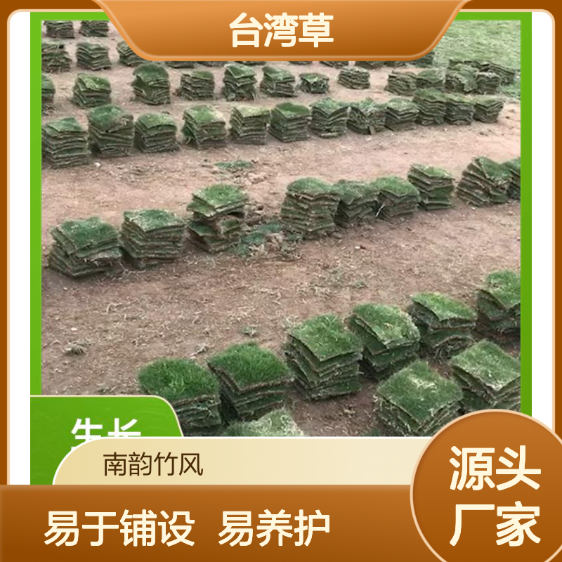 南韵竹风 台湾草 易于铺设 易养护 可批发 带泥土发货