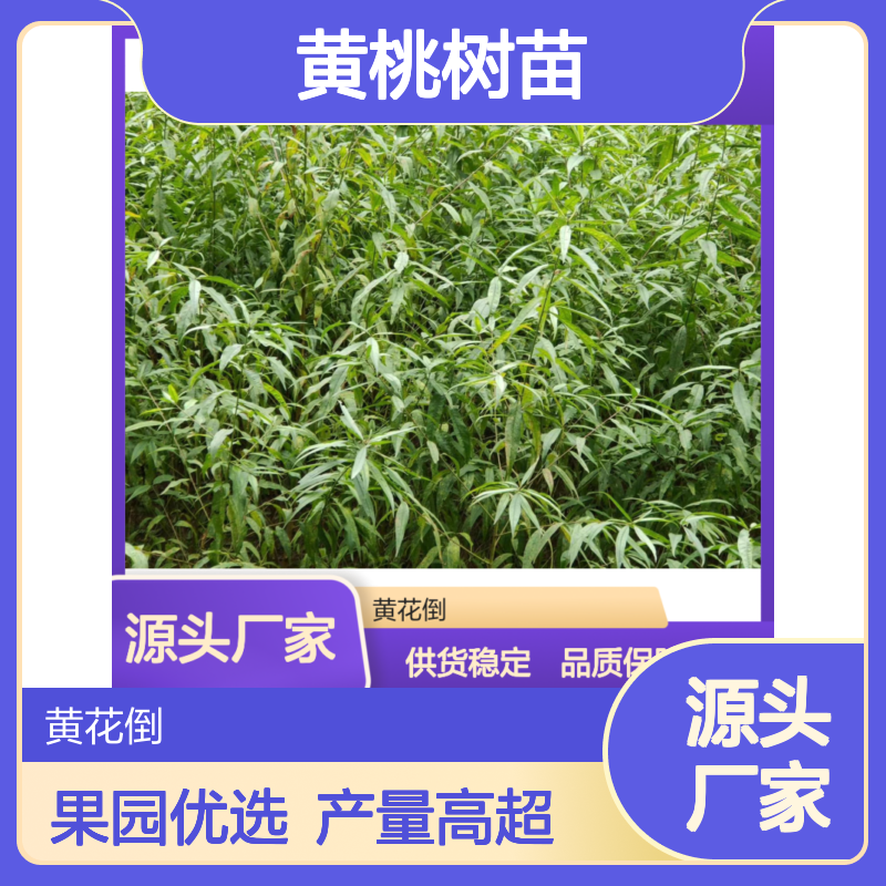 黄桃树苗 基地直供 品种优良 果实丰满 产量高超