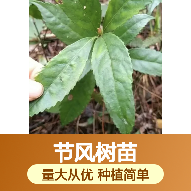 肿节风树苗 基地直供 扦插繁殖易生根 观赏性强