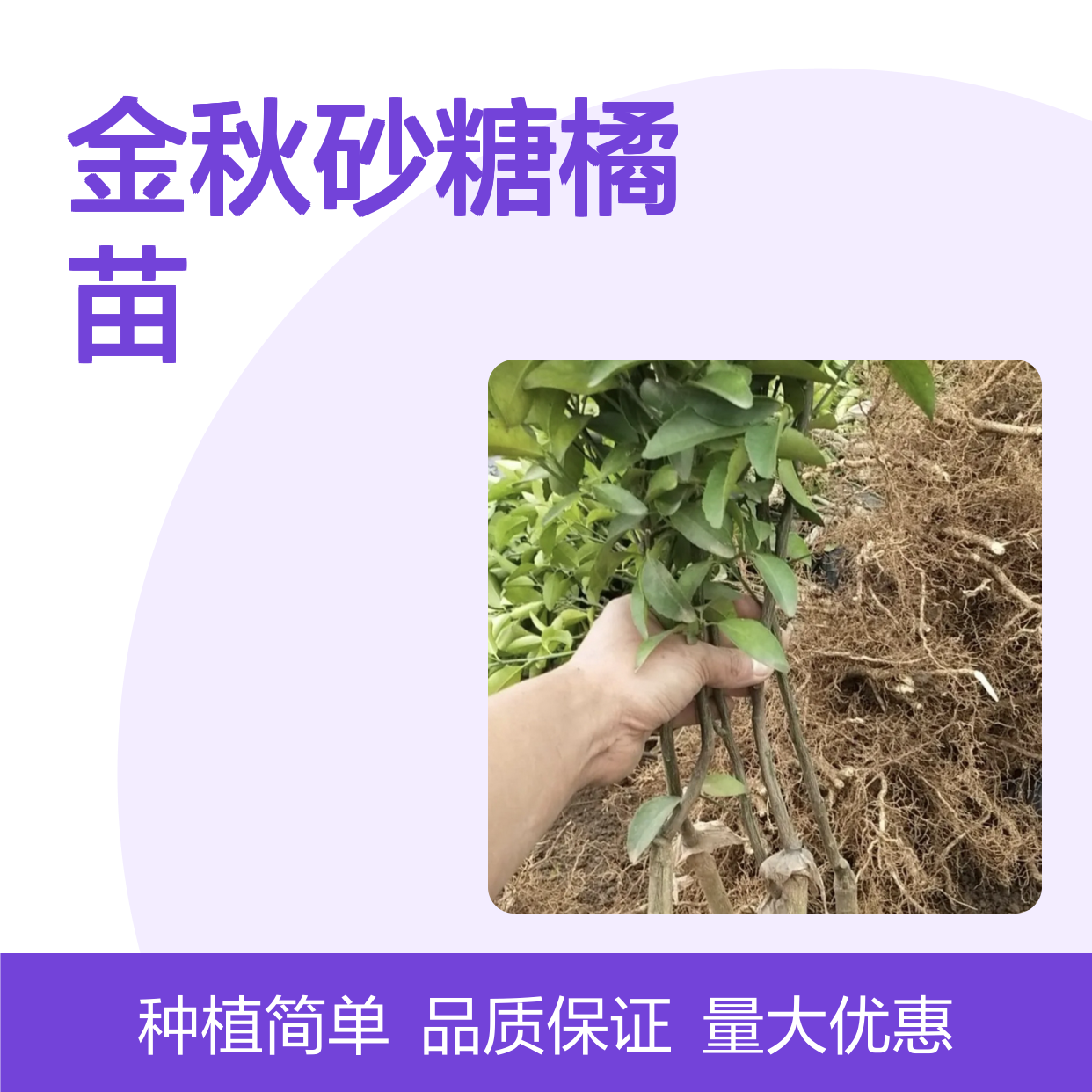 金秋砂糖橘苗 优质果树苗木 口感细腻 稳产丰产