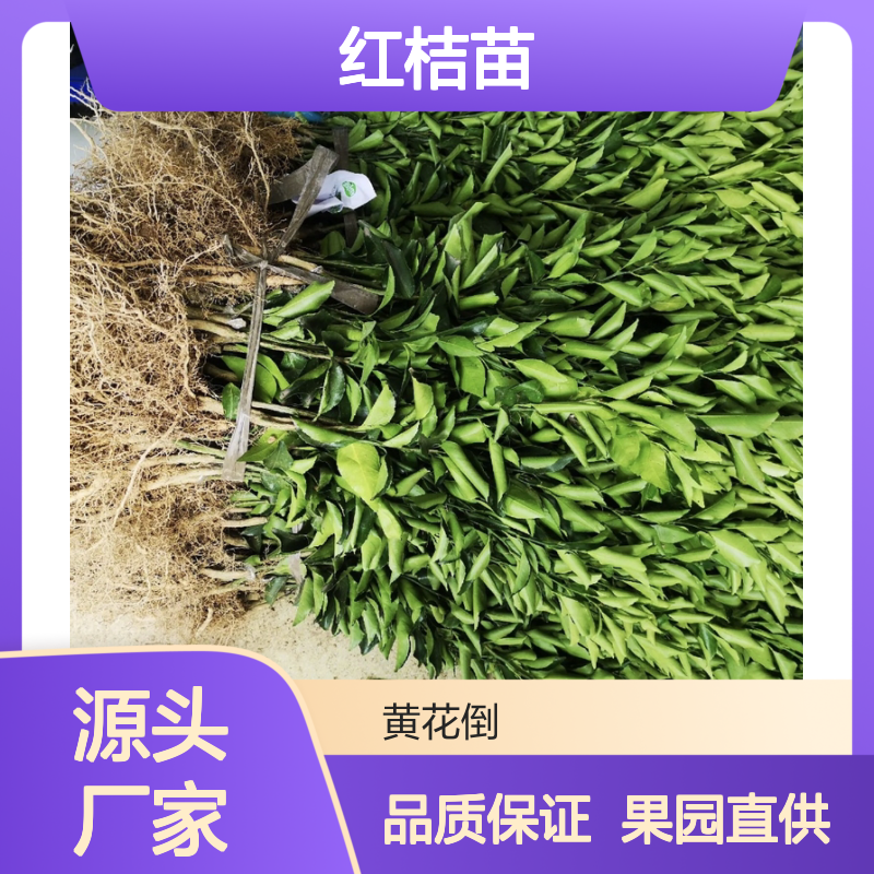 美国糖橘红桔苗 批发种植园优选 外观漂亮 耐贮性好