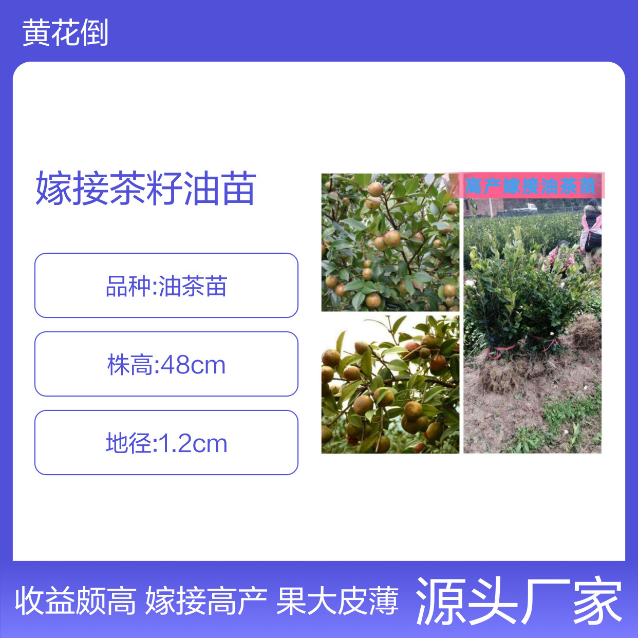 高产嫁接茶籽油苗 果大皮薄 品种优良 移栽简单