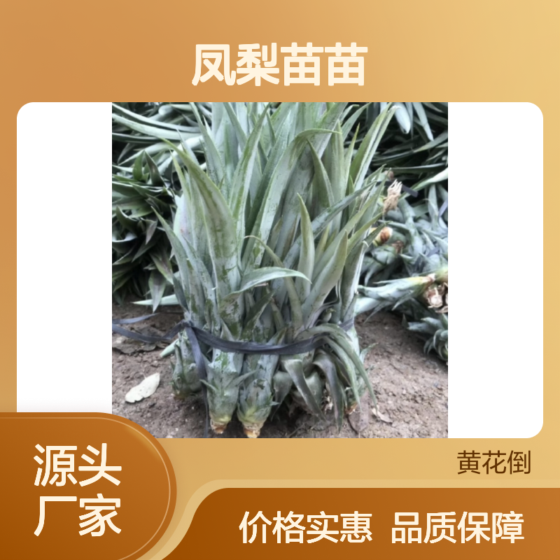 凤梨苗苗 百亩基地直供 果树苗木 高产稳产 清甜可口