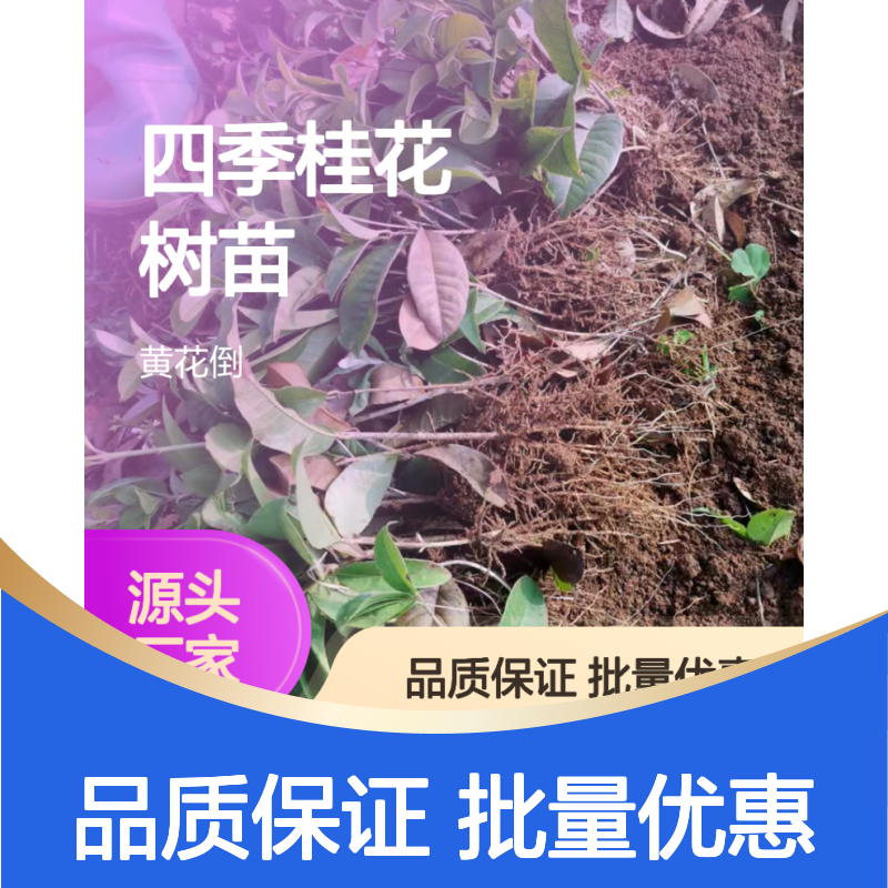 四季桂花树苗 基地直供 绿化优选 耐寒耐旱 成活率高