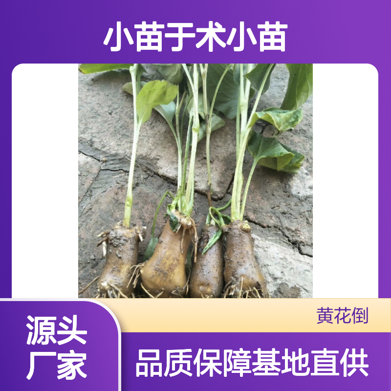 于术小苗 多年生草本植物基地直供 根茎肥厚 产量高质