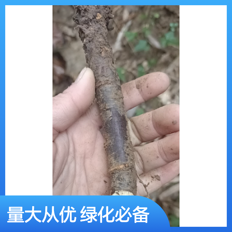 紫雀花树苗 基地直供 园林绿化优选 易于养护 观赏性强