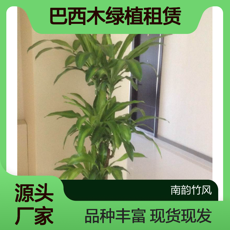 巴西木绿植租赁 深 圳植物租摆品种 实体花店 现货现发 南韵竹风
