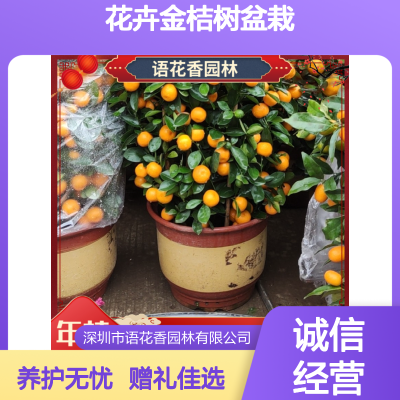 花卉金桔树盆栽 大型绿植 造型优美 适合走廊大厅客厅摆放