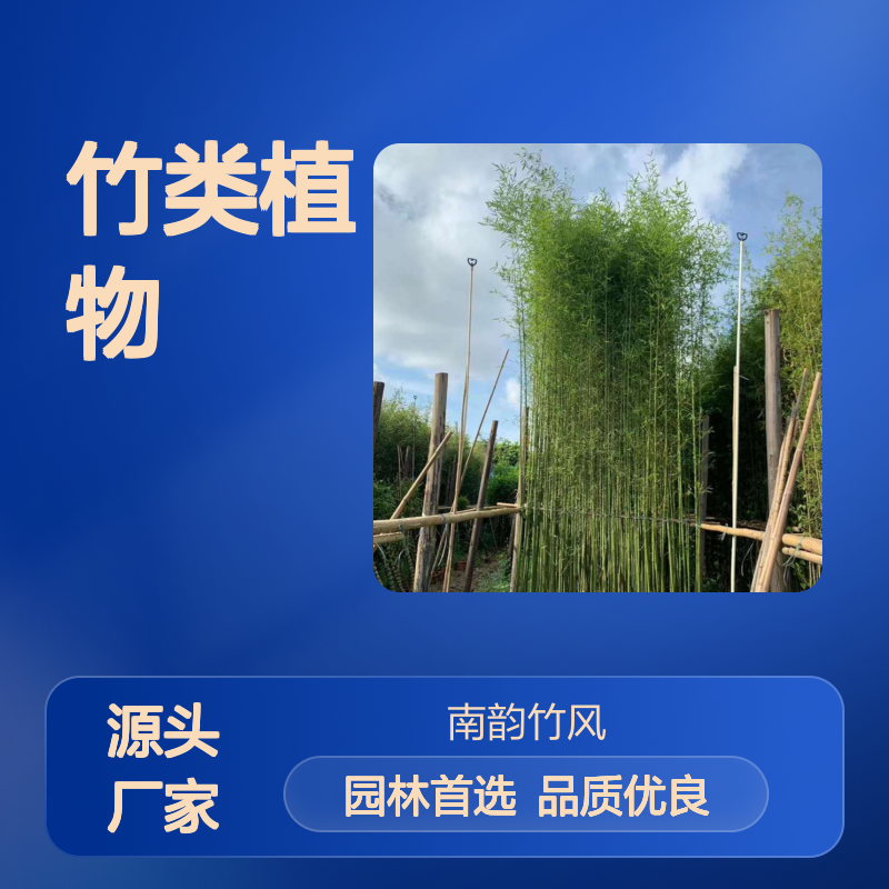 黄金碧玉竹 优质竹类植物 园林造景竹苗 坚固美丽 南韵竹风