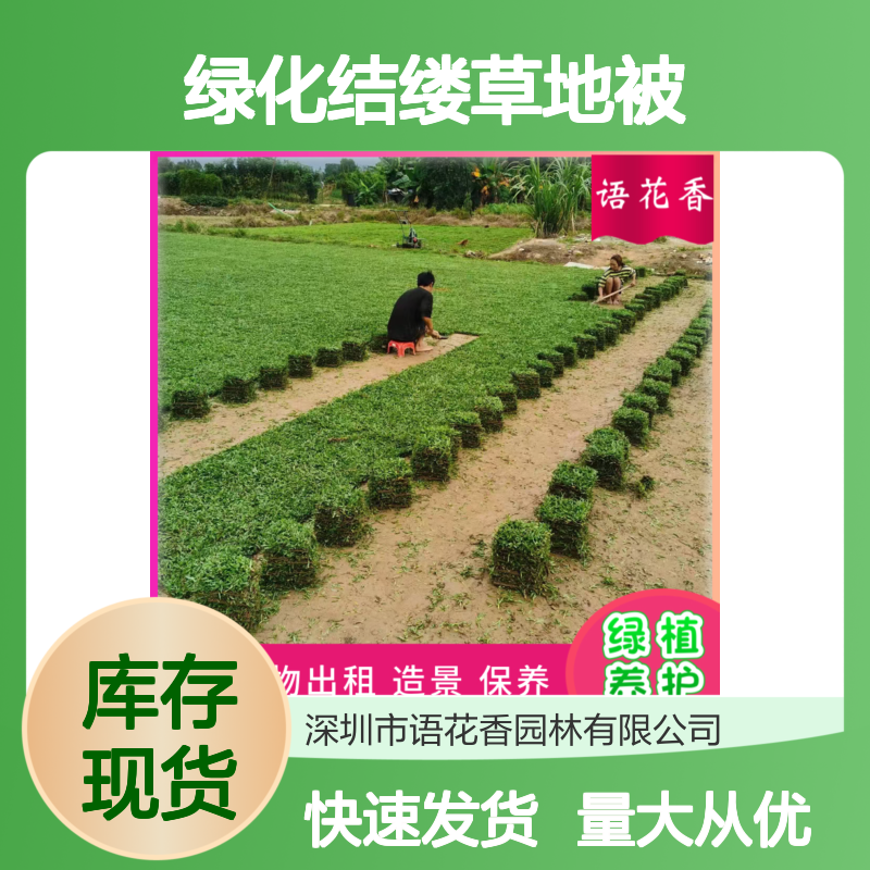 马尼拉草草坪矮生百慕大 高速公路绿化结缕草 四季常绿地被植物