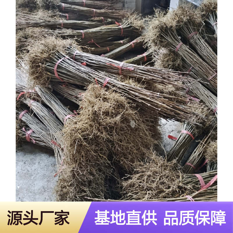 正宗黄皮树种苗 种植基地供货 品质优良 生长迅速