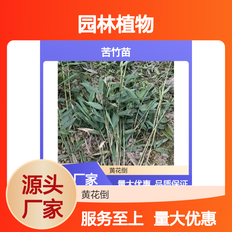 苦竹苗百亩主产区 园林植物优选品种 生长迅速