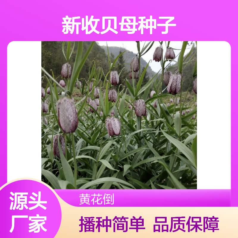 精选贝母种子 农户直供含播种养护指导 新鲜采收