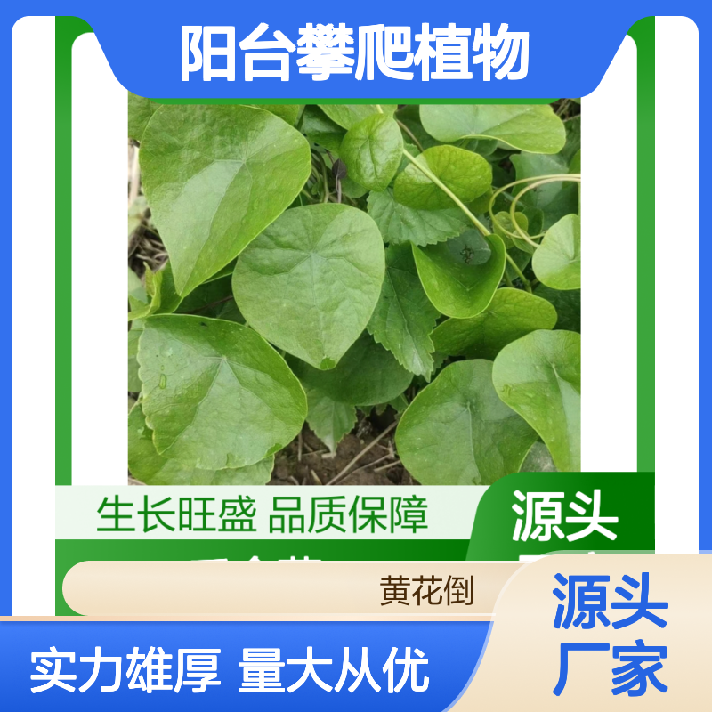 千金藤种苗 阳台攀爬植物 观叶优选 生长旺盛 规模宏大