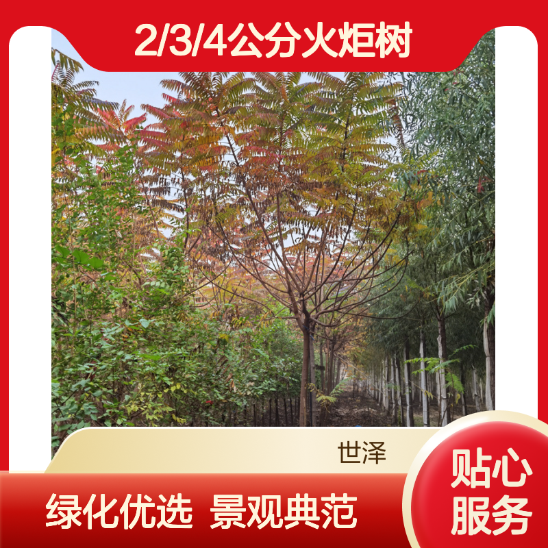 2/3/4公分火炬树-荒山绿化-世泽园林-景观价值高-以树结缘