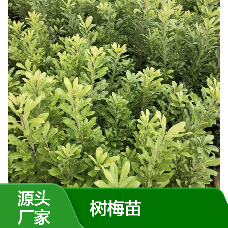 精选树梅苗 批发供应 园林植物优选 易于栽培 经济寿命长