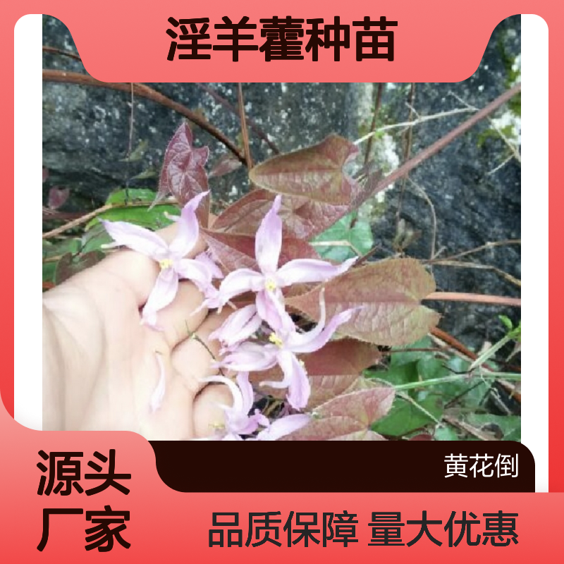 淫羊藿种苗 多年生草本植物 批发供应 态幅度大