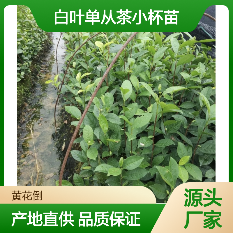产地批发白叶单从茶小杯苗 购买数量达到要求全国专线车直达送货