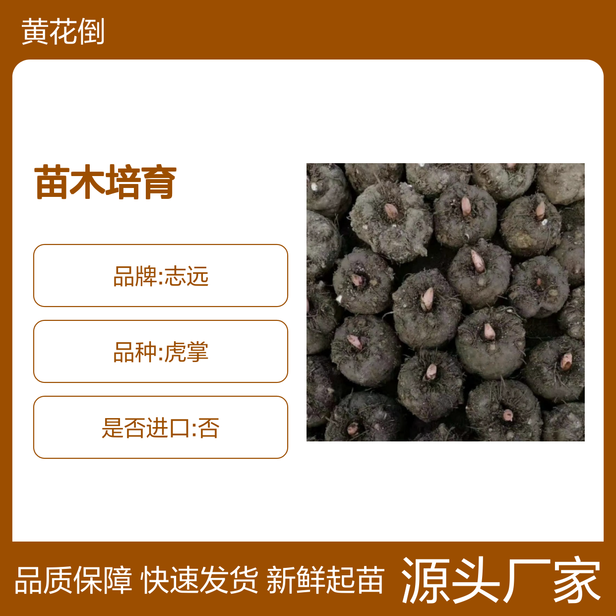 当天起苗白药翦苗 苗木培育合作社直供 品质优良