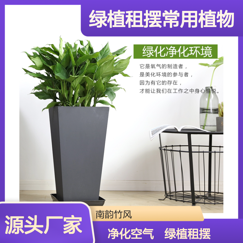 万年青盆栽 不挑环境 好活易打理 绿植租摆常用植物品种