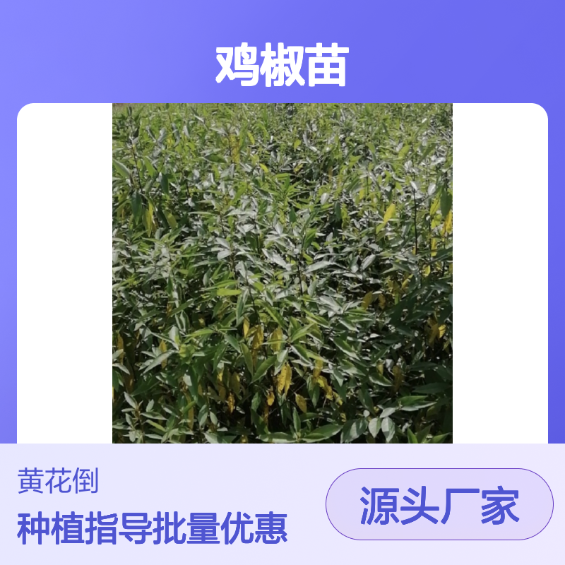 山鸡椒苗 芳香植物 绿化优选 枝繁叶茂 风味独特