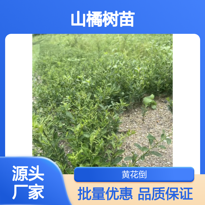 山橘树苗基地直供 观赏食用兼备 易于养护 挂果持久