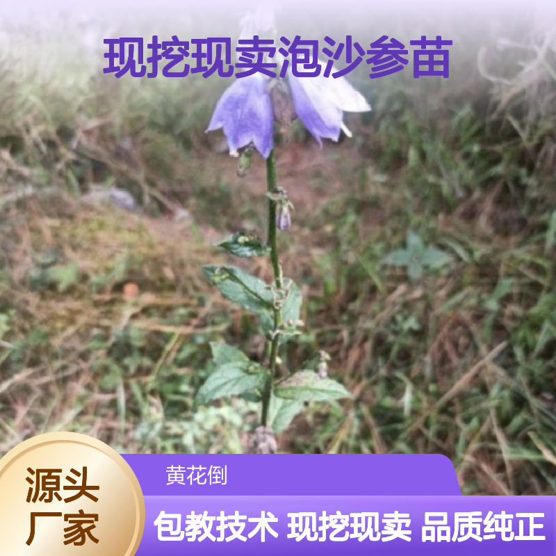 现挖现卖泡沙参苗 基地直发包教种植管理技术品质纯正可票