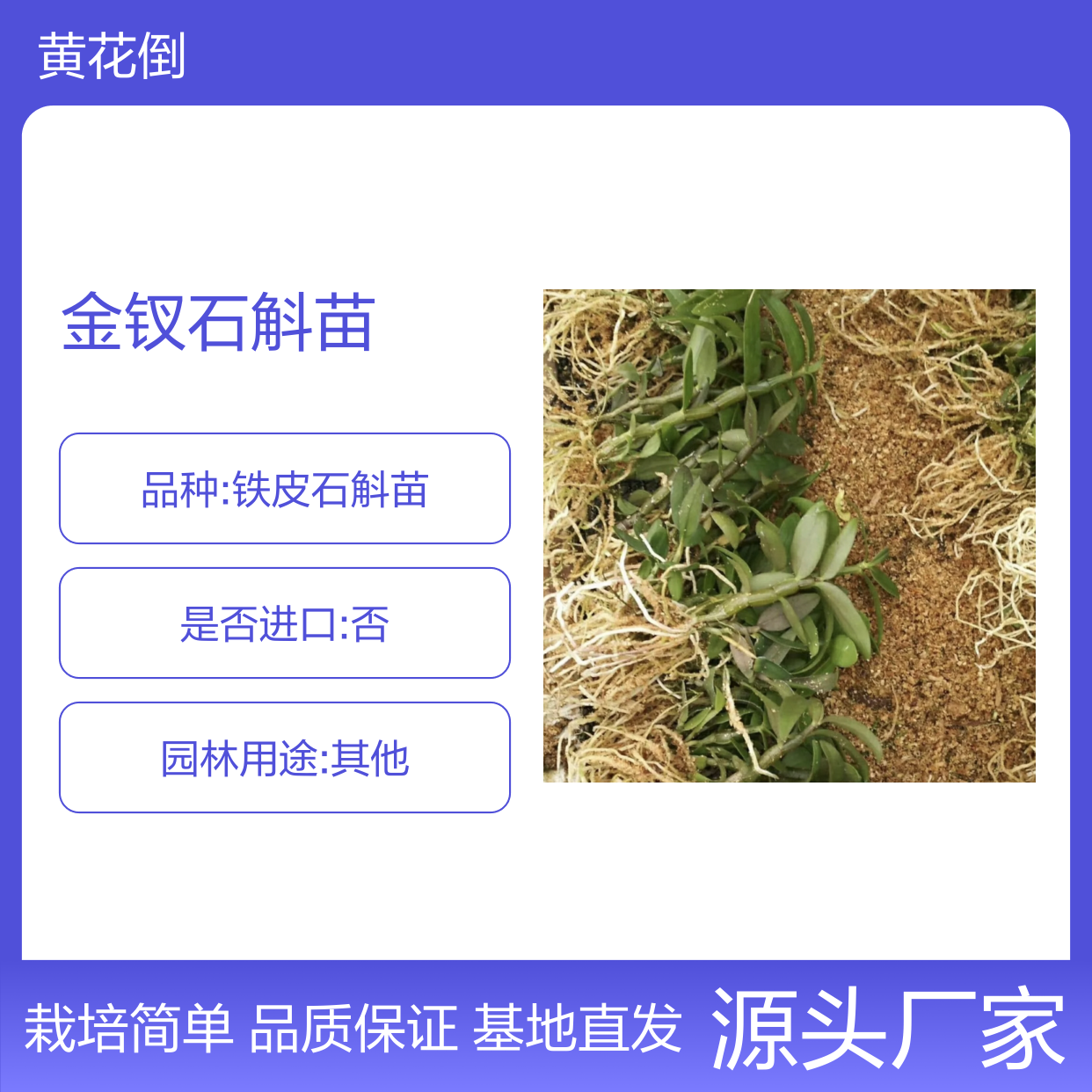 金钗石斛苗 基地直供 优质栽培 操作方便 温度适宜