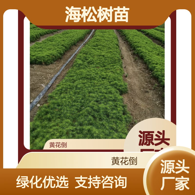 海松树苗 嫁接繁殖 园林绿化优选 技术成熟 服务周到