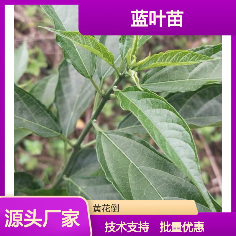 蓝叶百亩种植园 优质蓝叶苗供应 基地直发 移栽成活高
