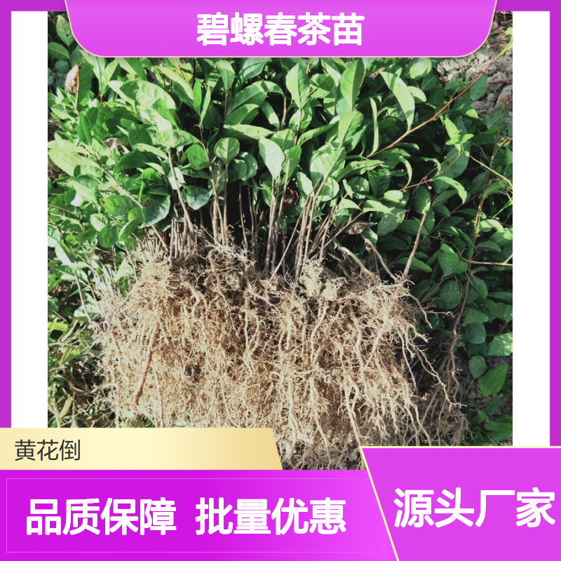 碧螺春茶苗 优质茶叶种植苗 批发供应 历史悠久